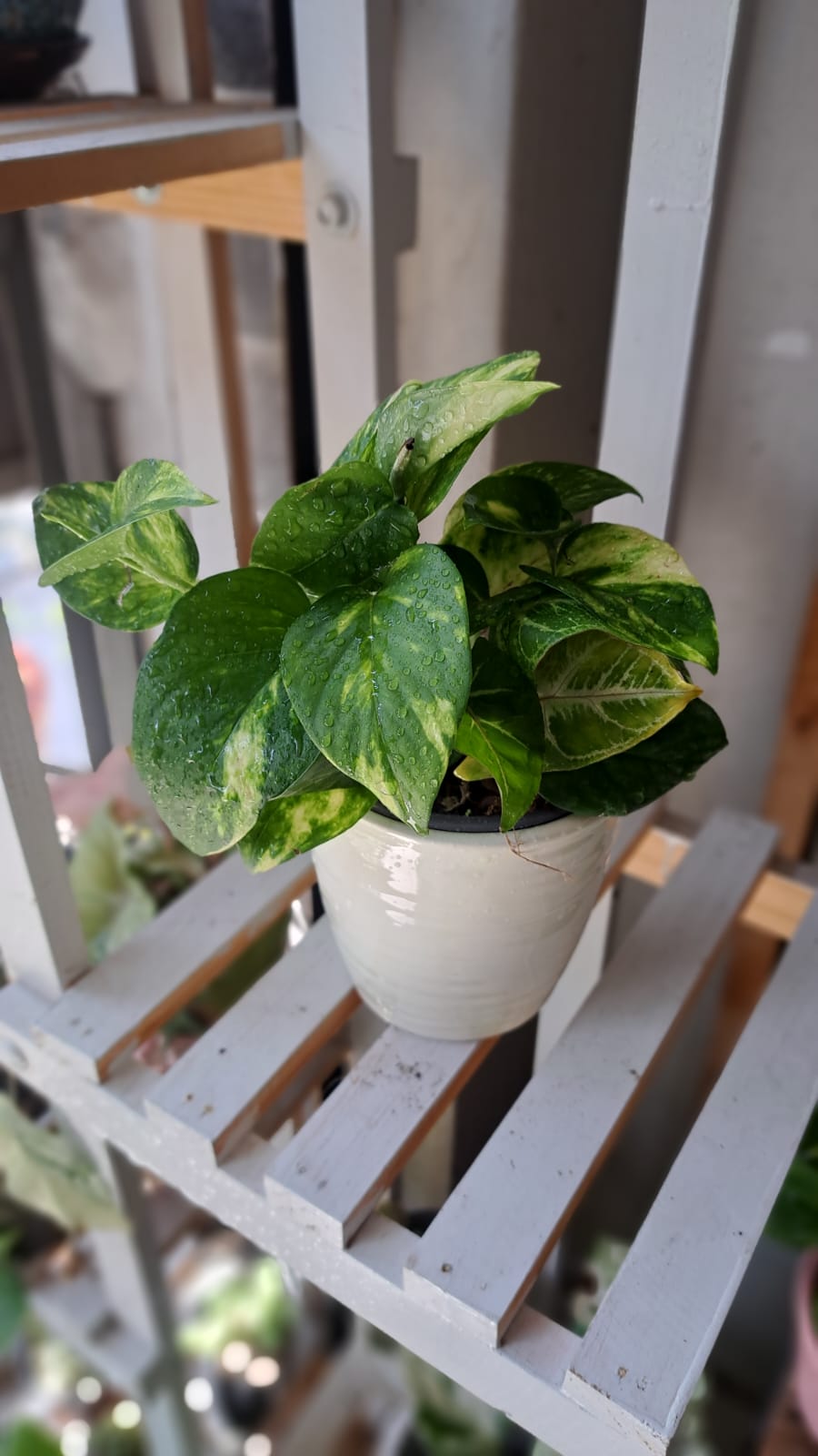 Syngonium Variegado Rosa